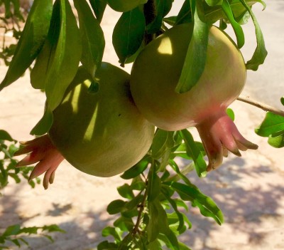 pomegranates